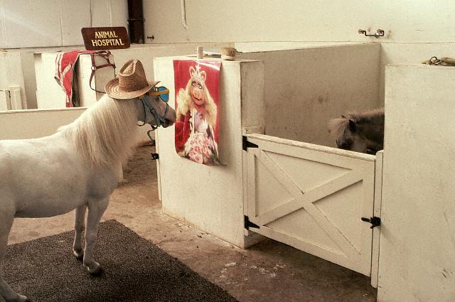 EB001357 "Okay, Mister Ed. With the left eye?" "E... Z... X... Q... V..." "And with the right eye?" "E... I... E... I... Oh boy...?¢‚Ǩ¬ù ?¢‚Ǩ‚ÄúAlex Newborn